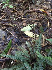 Blechnum membranaceum