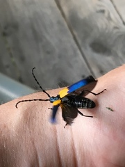 Desmocerus palliatus