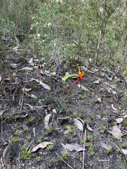 Anigozanthos manglesii