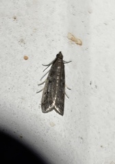 Phycitodes reliquellum