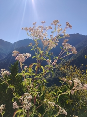 Eupatorium formosanum