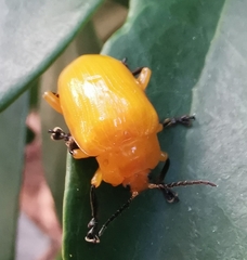 Podontia lutea