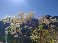 Eupatorium formosanum