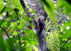 Reinwardtipicus validus