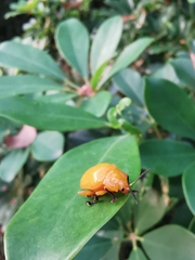 Podontia lutea