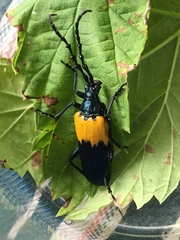 Desmocerus palliatus