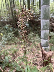 Habenaria stenopetala