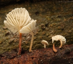 Collybiopsis ramealis