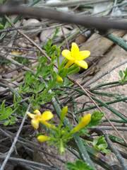 Chrysojasminum fruticans