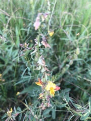 Crotalaria pumila
