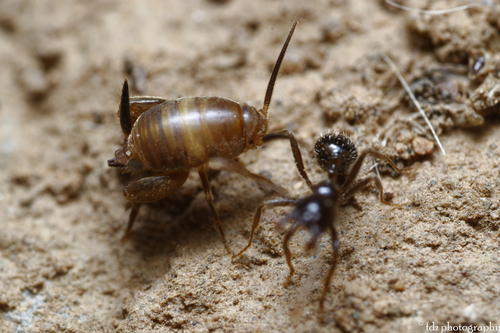 Myrmecophilus ochraceus
