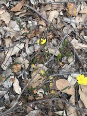 Hibbertia cunninghamii