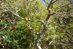 Tabernaemontana catharinensis