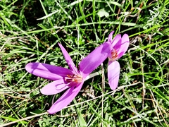 Colchicum autumnale