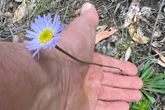 Brachyscome spathulata