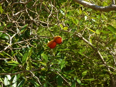 Tabernaemontana catharinensis