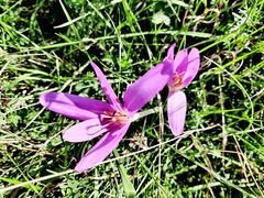 Colchicum autumnale
