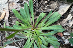 Brachyscome spathulata