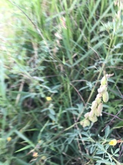 Crotalaria pumila
