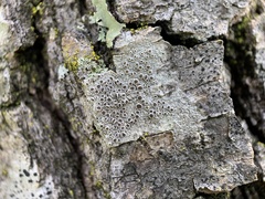 Lecanora hybocarpa