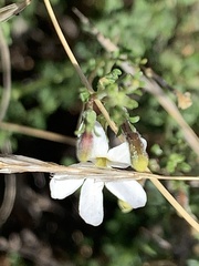 Chaenostoma hispidum