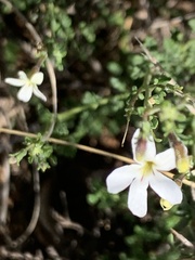 Chaenostoma hispidum