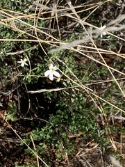 Chaenostoma hispidum