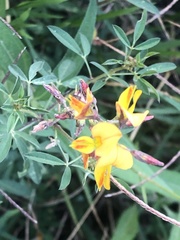 Crotalaria pumila