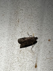 Nomophila nearctica