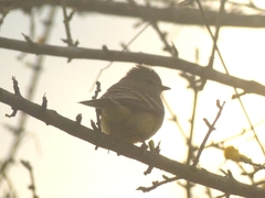 Camptostoma obsoletum
