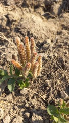 Acalypha monostachya