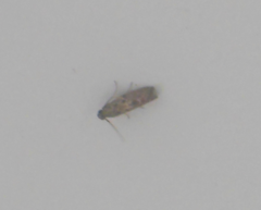 Pyralidae