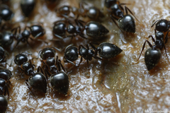 Crematogaster auberti