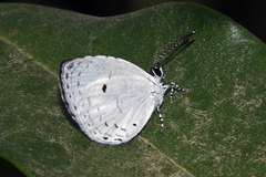 Neopithecops zalmora