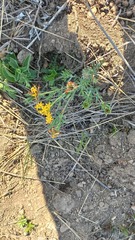 Lasiosiphon capitatus