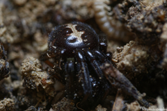 Steatoda paykulliana