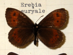 Erebia euryale