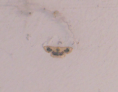 Idaea macrospila