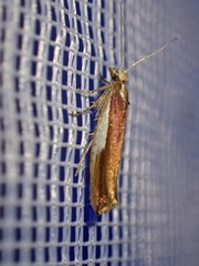 Ypsolopha parenthesella