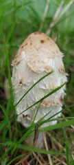 Coprinus comatus