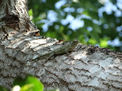 Sceloporus lundelli