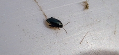 Psylliodes chrysocephala
