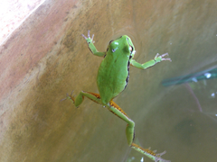 Hyla euphorbiacea