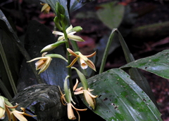 Epidendroideae