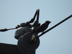 Dicrurus macrocercus harterti