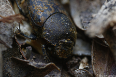 Onthophagus nuchicornis