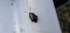 Psylliodes chrysocephala