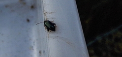 Psylliodes chrysocephala