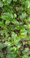 Hackelia latifolia