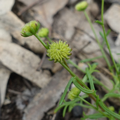 Brachyscome perpusilla